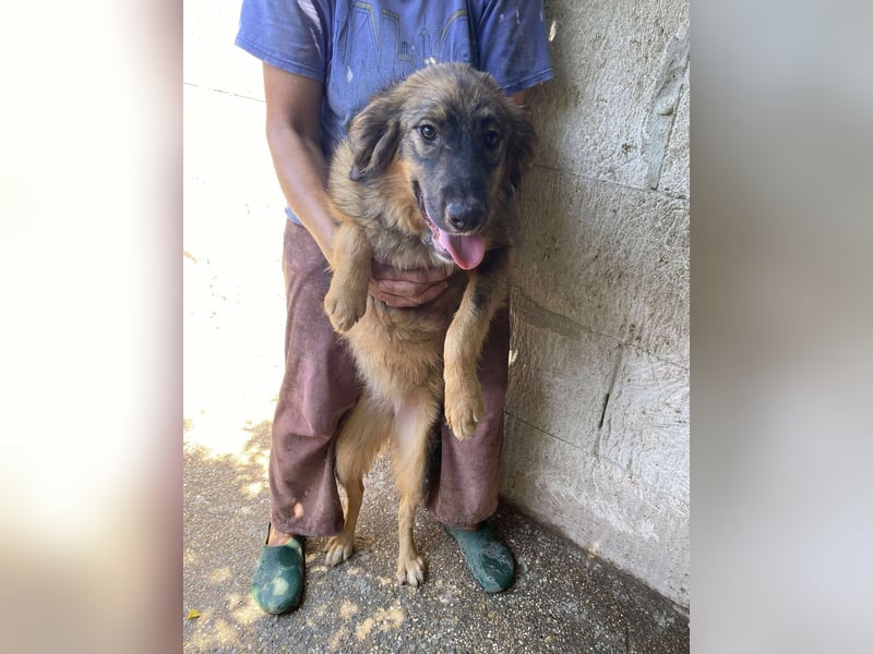 Maja – wunderschöne Junghündin zum Verlieben