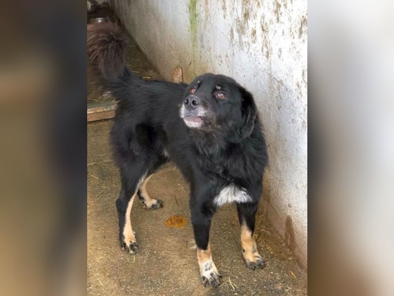 Angsthäschen Noah sucht seine Familie