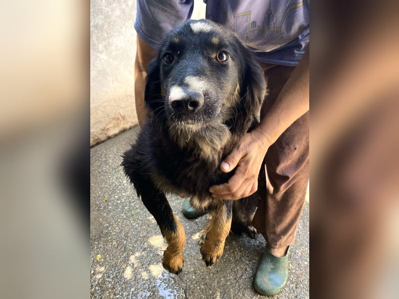 Bonny – tausche Eimer gegen Pool, Junghündin