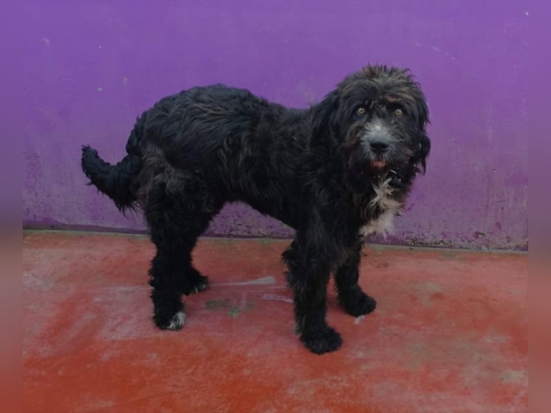 Grisu – beeindruckender Wuschelrüde mit tollem Charakter