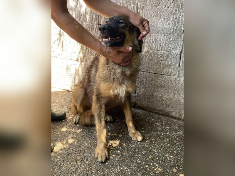 Maja – wunderschöne Junghündin zum Verlieben