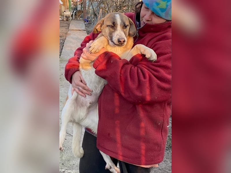 Thysen – 9 Monate – wunderschöner Rüde auf sucht seine Menschen