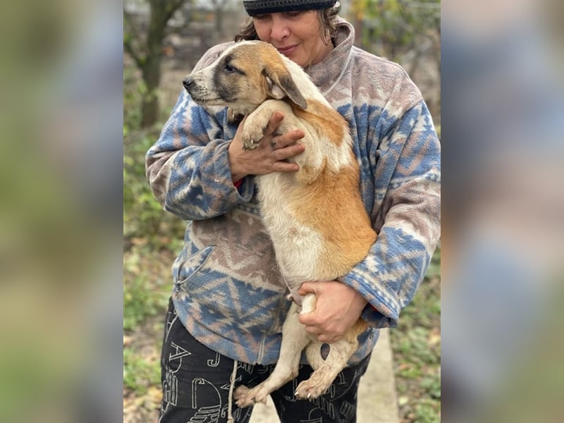 Thysen – 9 Monate – wunderschöner Rüde auf sucht seine Menschen