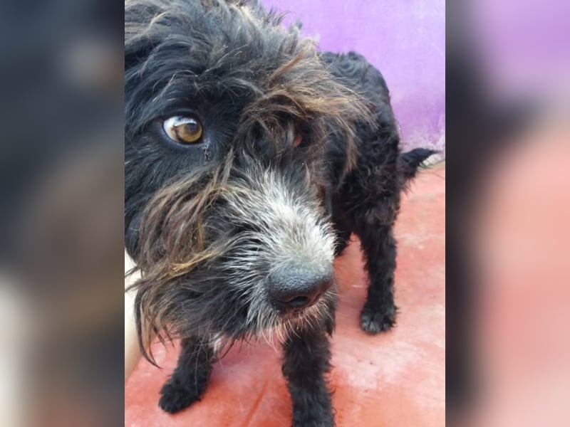 Grisu – beeindruckender Wuschelrüde mit tollem Charakter