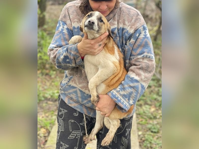 Thysen – 9 Monate – wunderschöner Rüde auf sucht seine Menschen