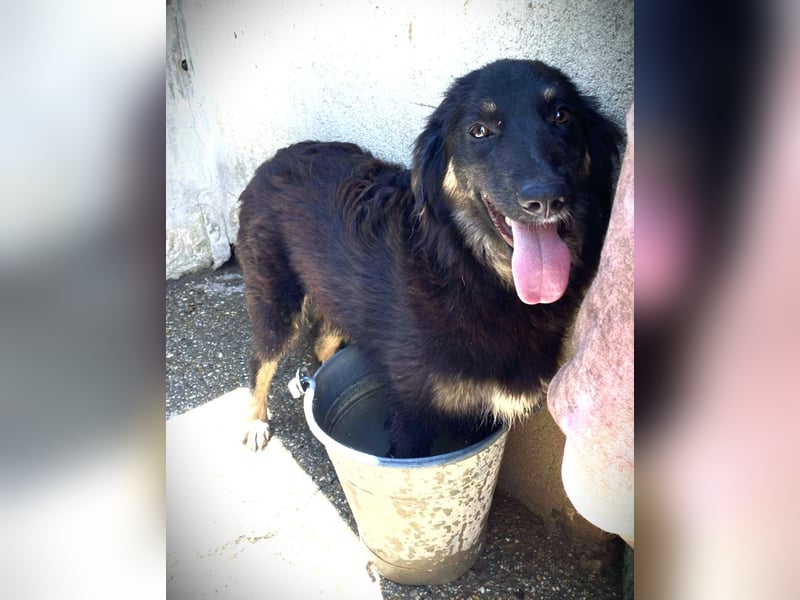 Bonny – tausche Eimer gegen Pool, Junghündin