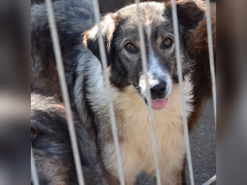 Speedy sucht ihre Familie