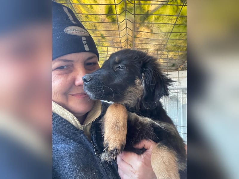 Bonny – tausche Eimer gegen Pool, Junghündin