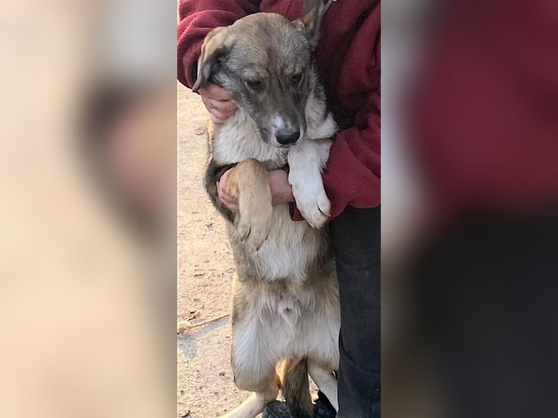 Martin – ein Bär“chen“ auf Familiensuche, 6 Monate alt