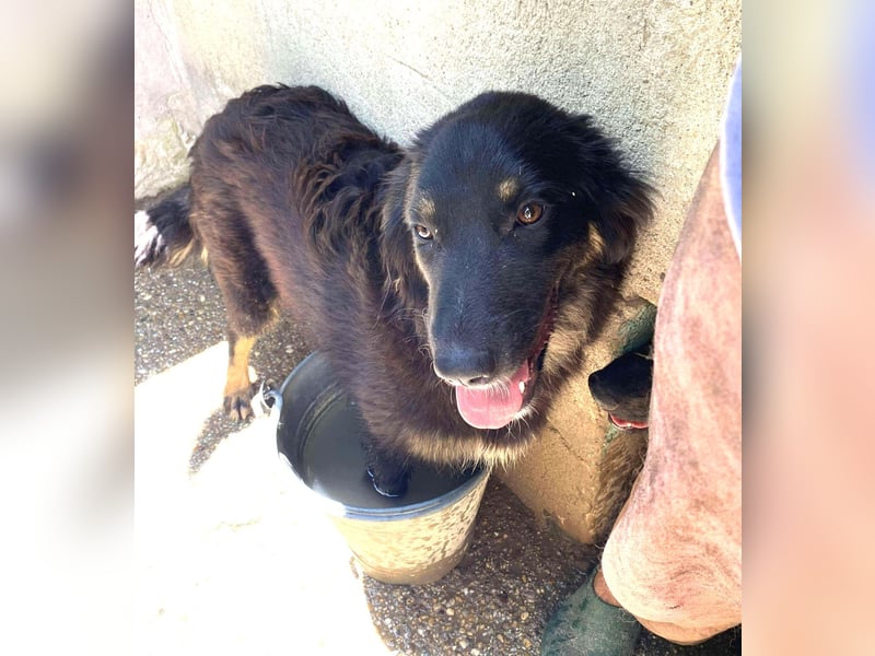 Bonny – tausche Eimer gegen Pool, Junghündin