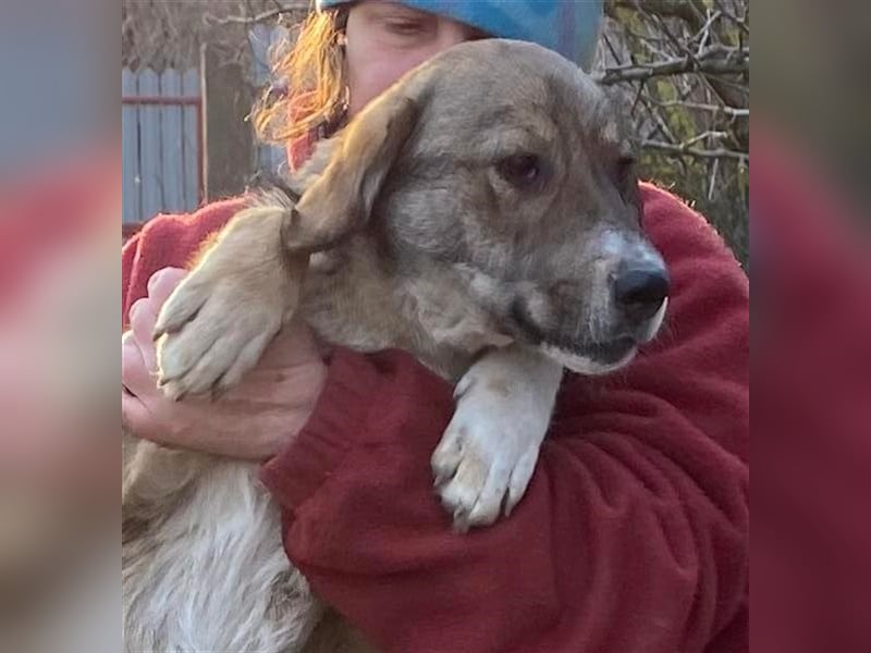 Martin – ein Bär“chen“ auf Familiensuche, 6 Monate alt