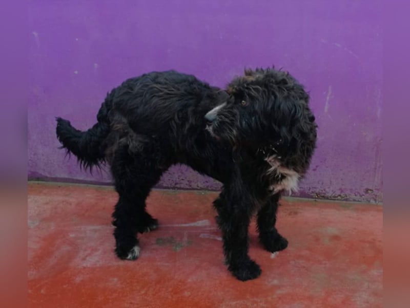 Grisu – beeindruckender Wuschelrüde mit tollem Charakter