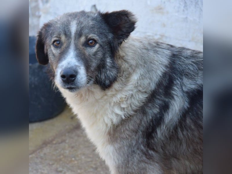 Speedy sucht ihre Familie