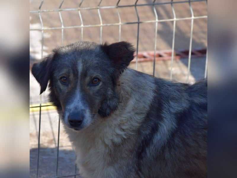 Speedy sucht ihre Familie