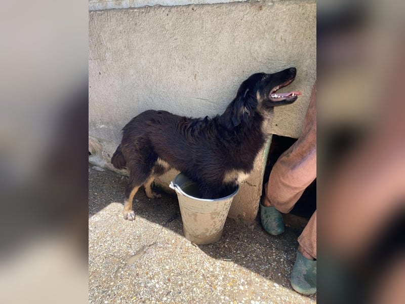 Bonny – tausche Eimer gegen Pool, Junghündin