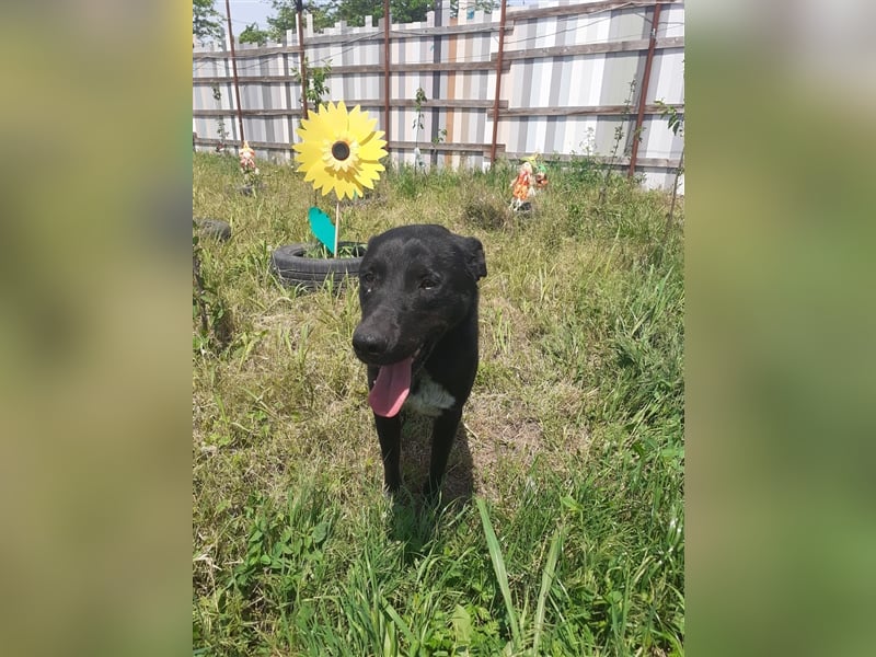 Es ist ein liebenswerter Kerl, wir nannten Ihn „Nobody“, 4 Jahre alt