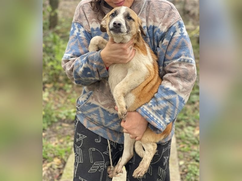 Thysen – 9 Monate – wunderschöner Rüde auf sucht seine Menschen