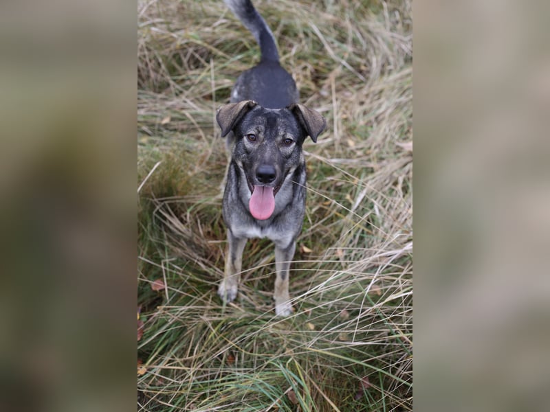 Junghund MORITZ (Tierschutzhund) sucht sein Zuhause!