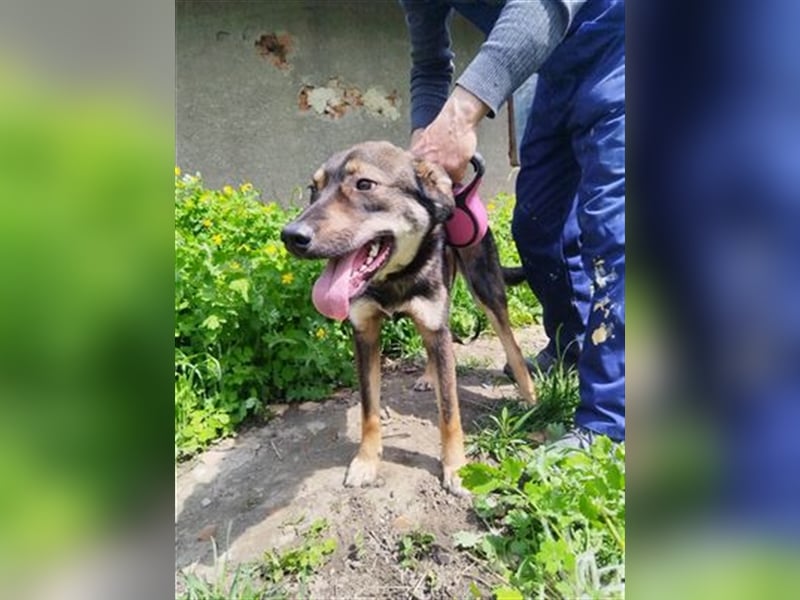 Rolf - ein stattlicher Vorzeigehund