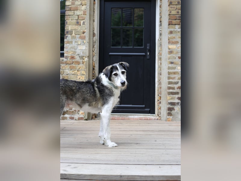 Fröhlicher und menschenfreundlicher Rüde STEVIE sucht sein Zuhause!
