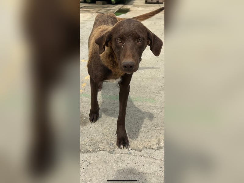 MOLLY sucht ein Zuhause