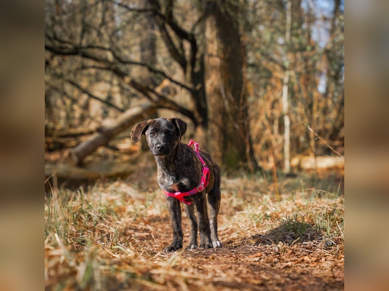 Susi in Berlin auf Pflegestelle
