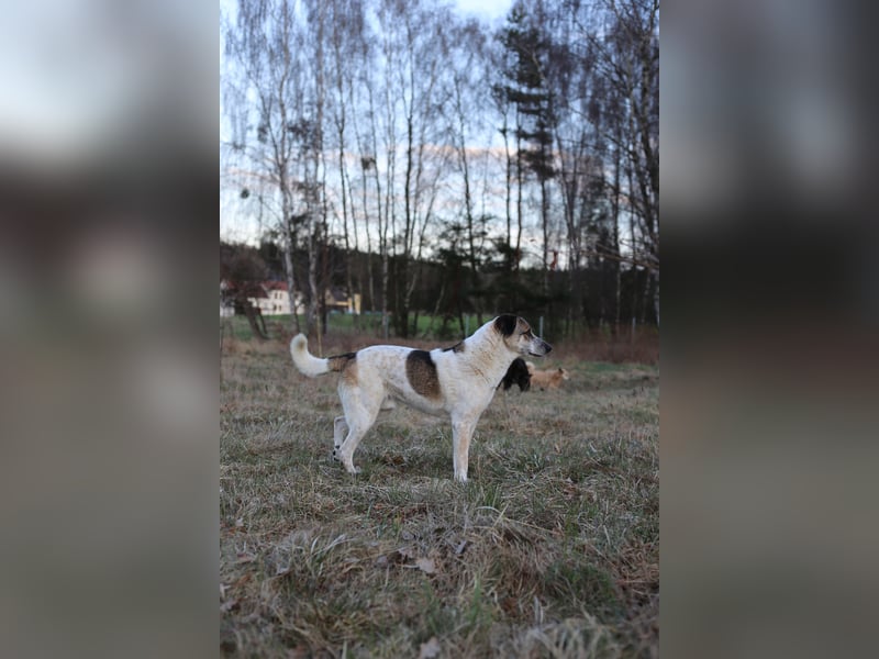 Liebevoller Hund REX sucht sein Zuhause!