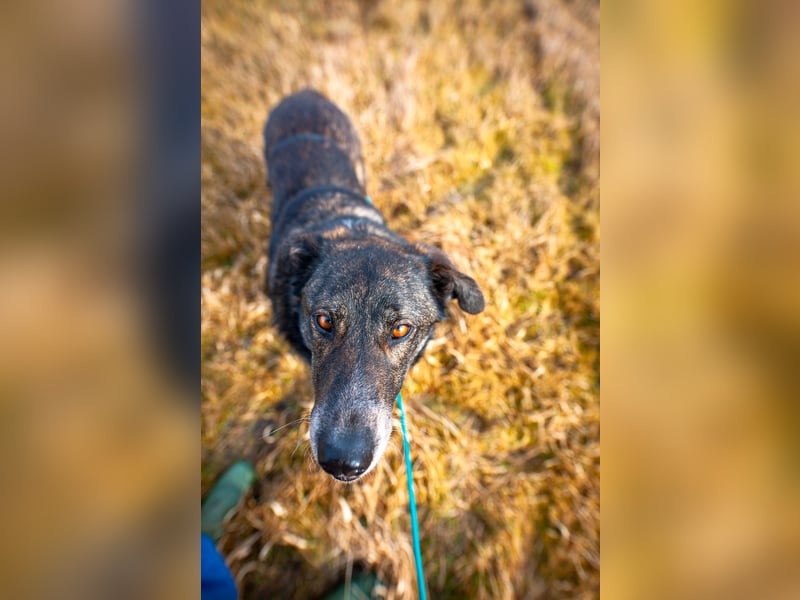 Verschmuster Rüde Rudy sucht sein Zuhause!