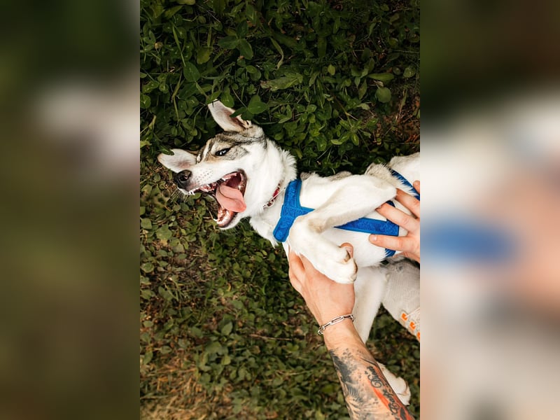 Fröhlicher Bimka sucht seine Familie