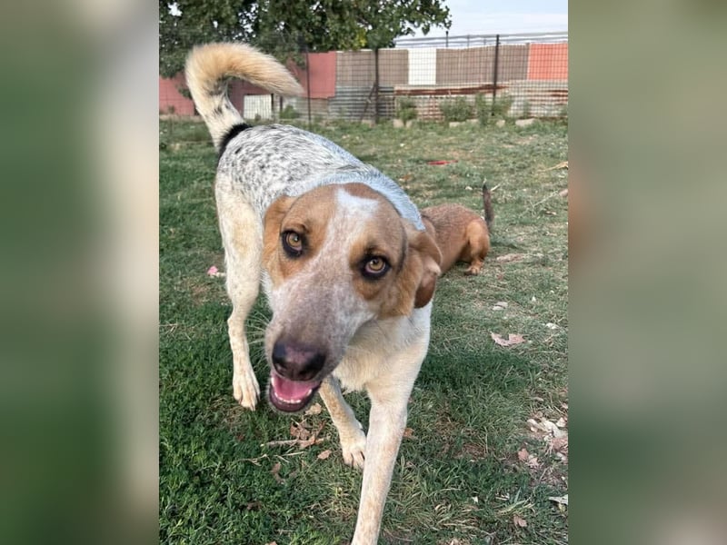 PACKO sucht ein Zuhause