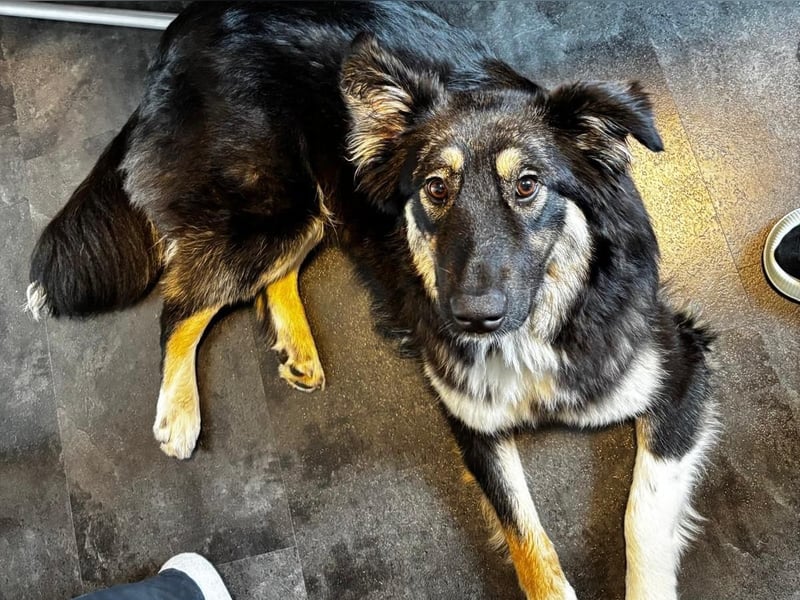 Nala sucht ein Zuhause