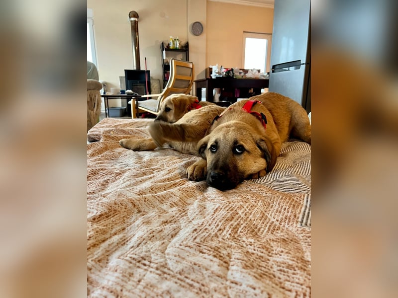 Emio in Berlin auf Pflegestelle