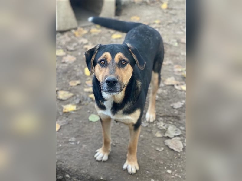 Eppo, geb. ca. 11/2022, lebt in GRIECHENLAND, im städt. Tierheim Serres