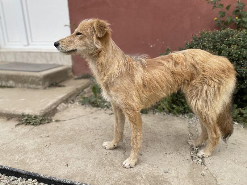 TUULI sucht ein zu Hause