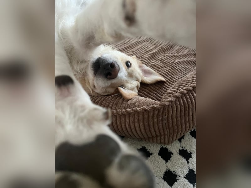 Toni sucht ein neues Zuhause - sensibler Herzenshund mit großem Potenzial