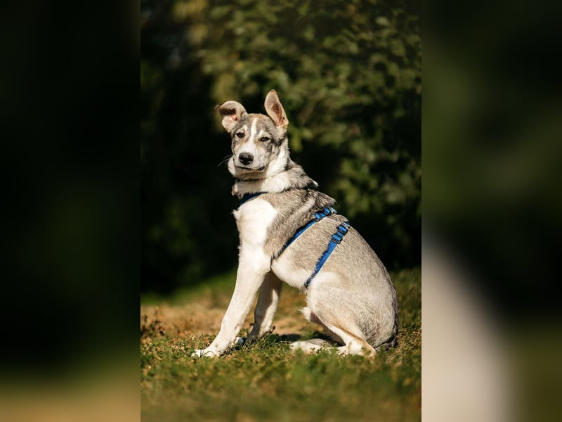 Fröhlicher Bimka sucht seine Familie