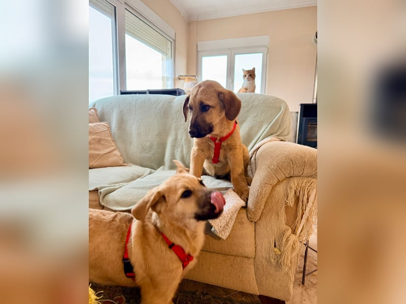 Emio in Berlin auf Pflegestelle