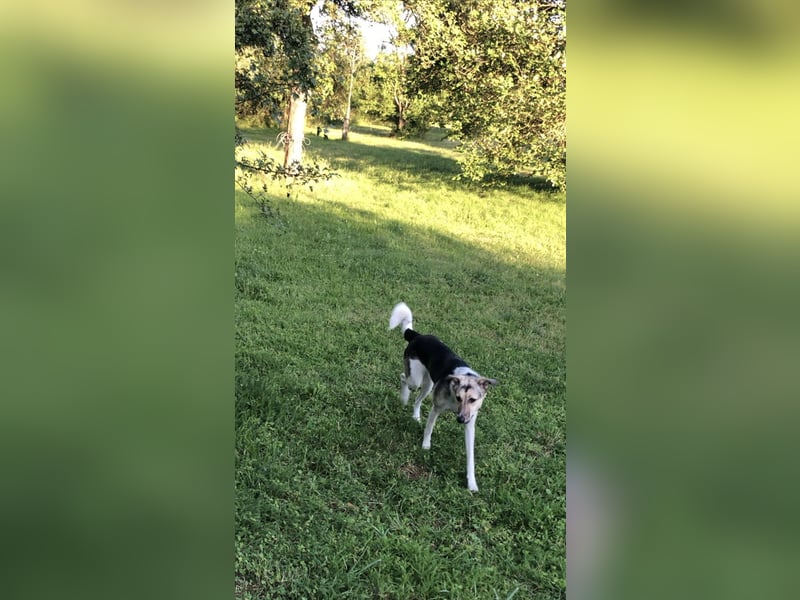 New Home for Luffy FOR FREE