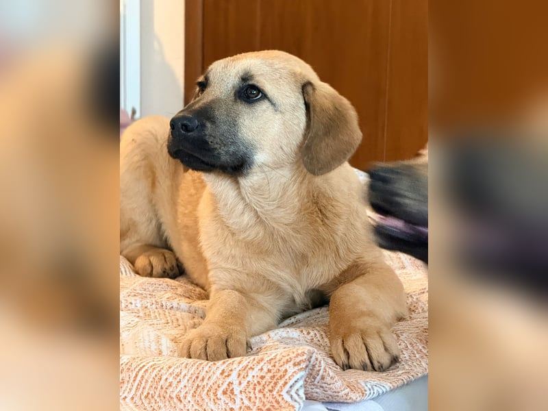 Emio in Berlin auf Pflegestelle