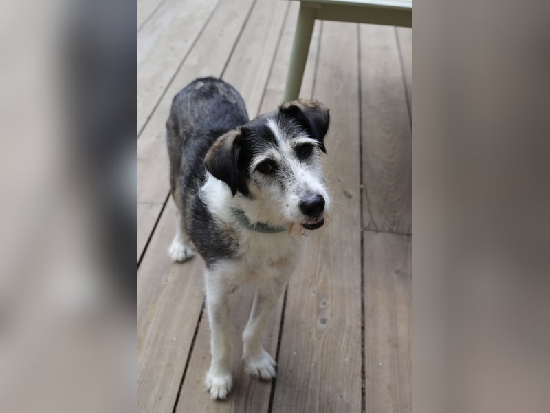 Fröhlicher und menschenfreundlicher Rüde STEVIE sucht sein Zuhause!