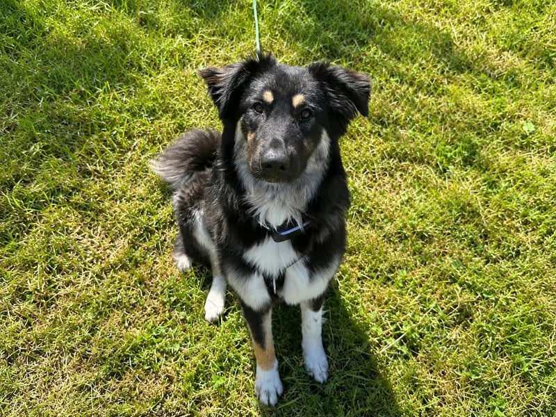 Nala sucht ein Zuhause
