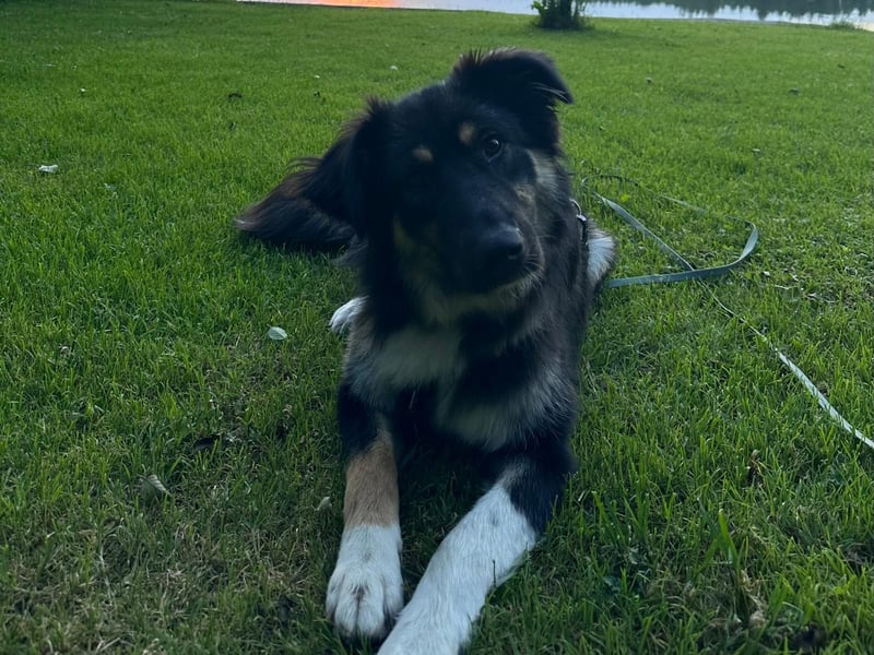 Nala sucht ein Zuhause