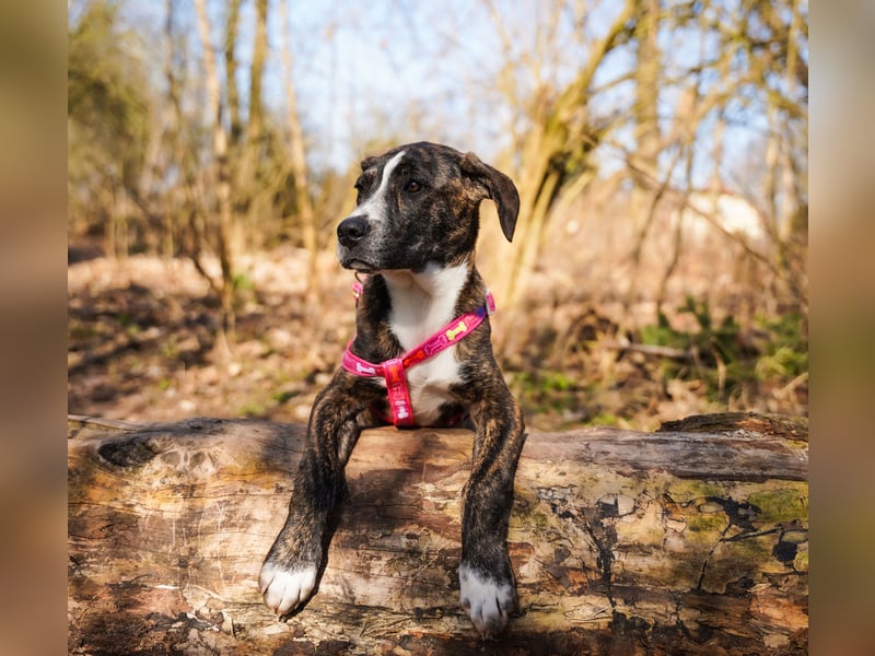 Liva in Berlin auf Pflegestelle