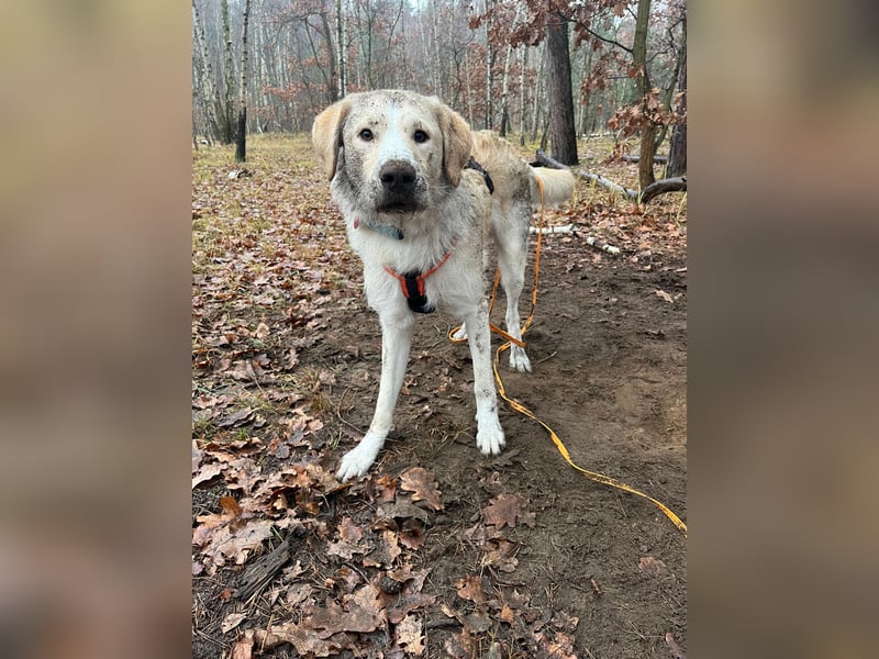 Toni sucht ein neues Zuhause - sensibler Herzenshund mit großem Potenzial