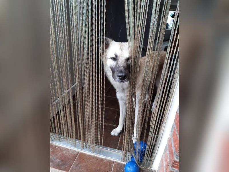 Lilly in 41334 Nettetal sucht dringend eine Pflege- oder Endstelle