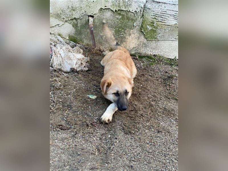 Arielle – unser fröhlich-aktives Dreibeinchen