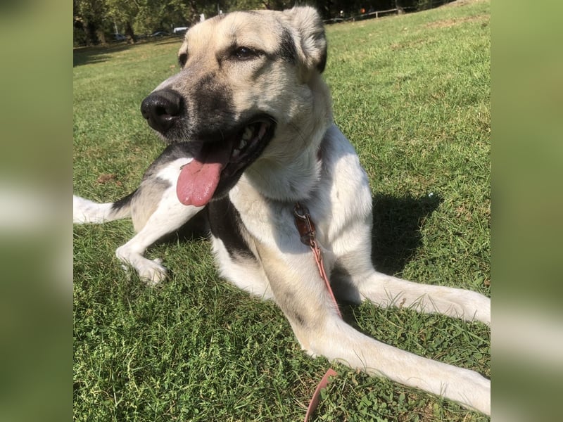 New Home for Luffy FOR FREE