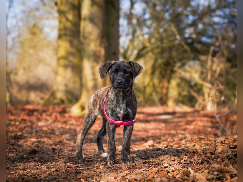 Susi in Berlin auf Pflegestelle