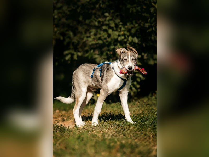 Fröhlicher Bimka sucht seine Familie