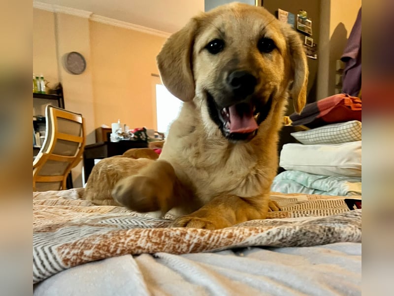 Emio in Berlin auf Pflegestelle